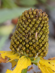 Rudbeckia glaucescens