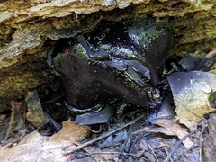 Camarops petersii