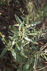 Atriplex oblongifolia