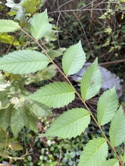 Ulmus americana