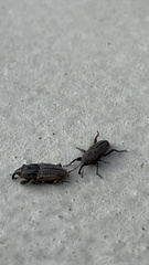 Sphenophorus parvulus