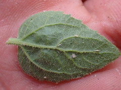 Brickellia greenei