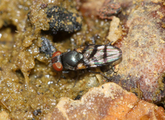 Ulidiidae
