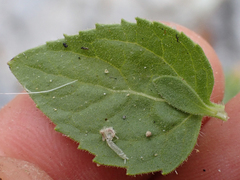 Brickellia greenei