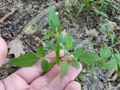 Bidens discoidea