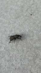 Sphenophorus parvulus