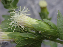 Brickellia greenei