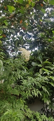 Sambucus nigra