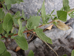Brickellia greenei
