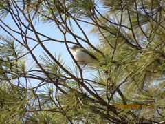 Phylloscopus bonelli