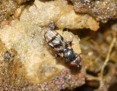 Ulidiidae