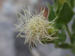 Brickellia greenei