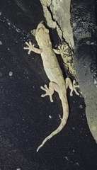 Gekko japonicus