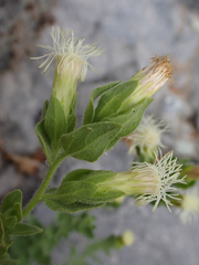 Brickellia greenei