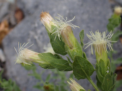 Brickellia greenei