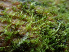 Cephalozia bicuspidata