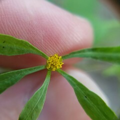 Bidens discoidea