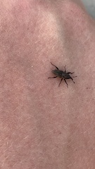 Sphenophorus parvulus