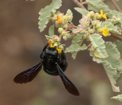 Xylocopa darwini