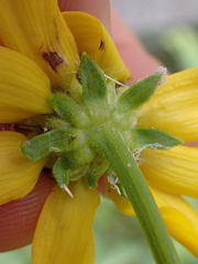 Rudbeckia glaucescens