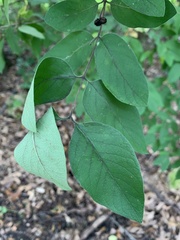Lonicera morrowii