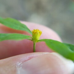 Bidens discoidea
