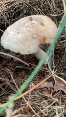 Lactarius xanthogalactus