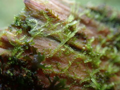 Cephalozia bicuspidata