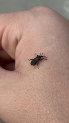 Sphenophorus parvulus