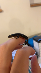 Ichthyosaura alpestris