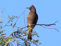 Pycnonotus capensis
