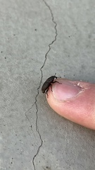 Sphenophorus parvulus