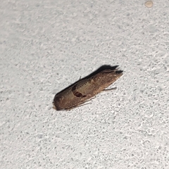 Tortricoidea