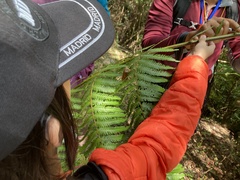 Alsophila spinulosa
