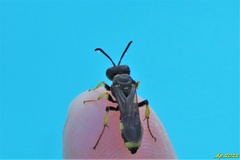 Cerceris rybyensis