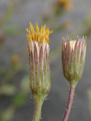 Heterotheca oregona