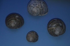 Cornu aspersum