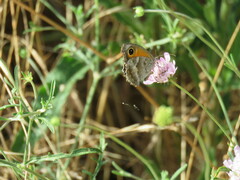 Pyronia cecilia
