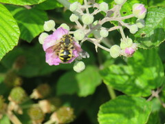 Anthidium florentinum