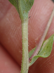 Heterotheca oregona