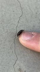 Sphenophorus parvulus