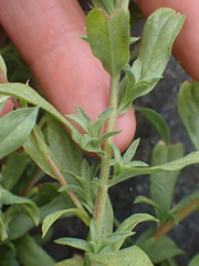 Heterotheca oregona
