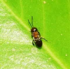 Encyrtus