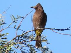 Pycnonotus capensis