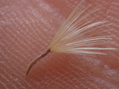 Heterotheca oregona