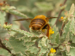 Xylocopa darwini