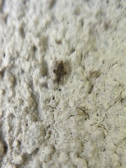 Tingidae