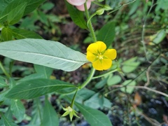 Ludwigia leptocarpa