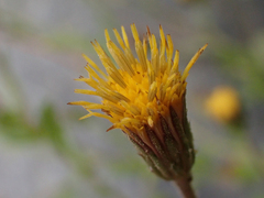 Heterotheca oregona