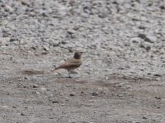 Geositta cunicularia